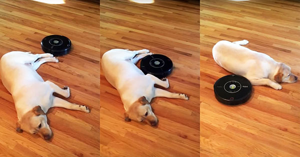 Roomba vacuuming around a dog