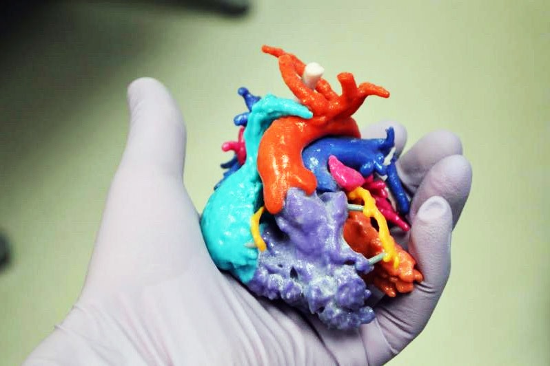 Heart model