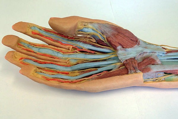 Printed hand